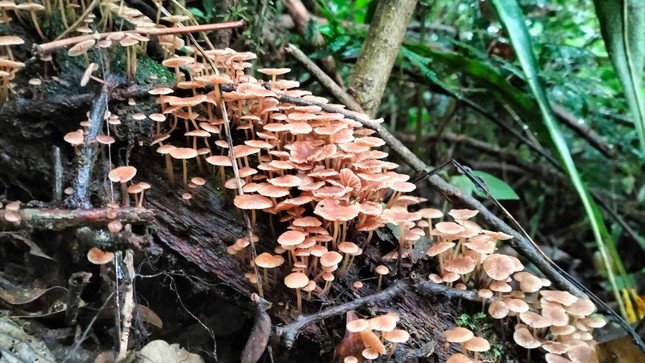 Những tai nấm chúm chím mọc trên thân cây mục.