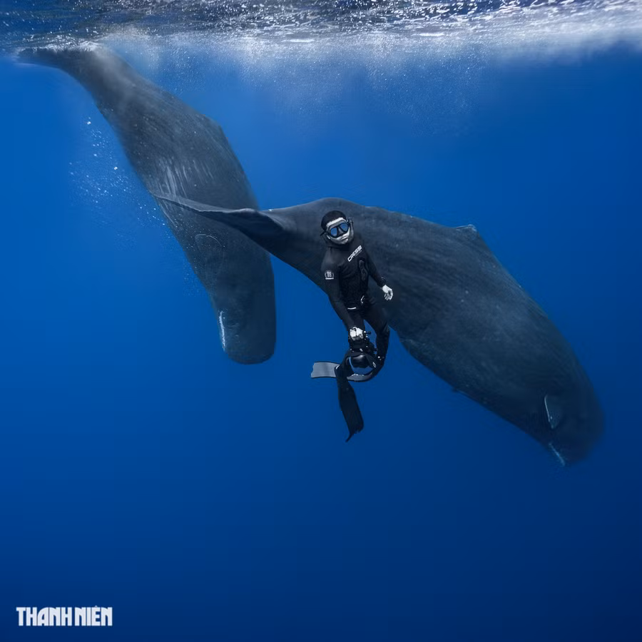 Một cá thể cá nhà táng đực trưởng thành có thể dài từ 16 - 20m và nặng 35 - 50 tấn; trong khi cá thể cái dài khoảng 10 - 15m và nặng khoảng 20 - 30 tấn. Ảnh: Nguyễn Ngọc Thiện Một cá thể cá nhà táng đực trưởng thành có thể dài từ 16 - 20m và nặng 35 - 50 tấn; trong khi cá thể cái dài khoảng 10 - 15m và nặng khoảng 20 - 30 tấn. Ảnh: Nguyễn Ngọc Thiện