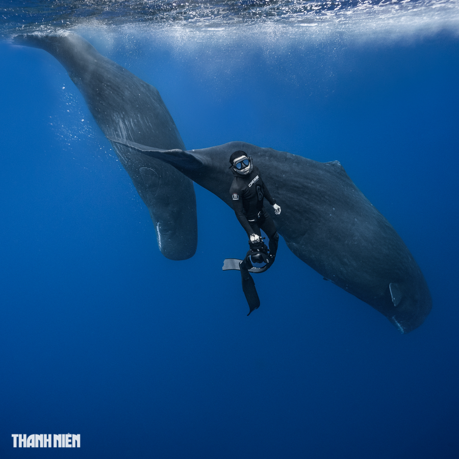 Một cá thể cá nhà táng đực trưởng thành có thể dài từ 16 - 20m và nặng 35 - 50 tấn; trong khi cá thể cái dài khoảng 10 - 15m và nặng khoảng 20 - 30 tấn. Ảnh: Nguyễn Ngọc Thiện Một cá thể cá nhà táng đực trưởng thành có thể dài từ 16 - 20m và nặng 35 - 50 tấn; trong khi cá thể cái dài khoảng 10 - 15m và nặng khoảng 20 - 30 tấn. Ảnh: Nguyễn Ngọc Thiện