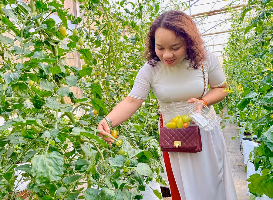 Người dân trải nghiệm hái cà chua tại khu thực nghiệm của Trung tâm Ứng dụng tiến bộ khoa học và công nghệ tỉnh. Ảnh: H.D