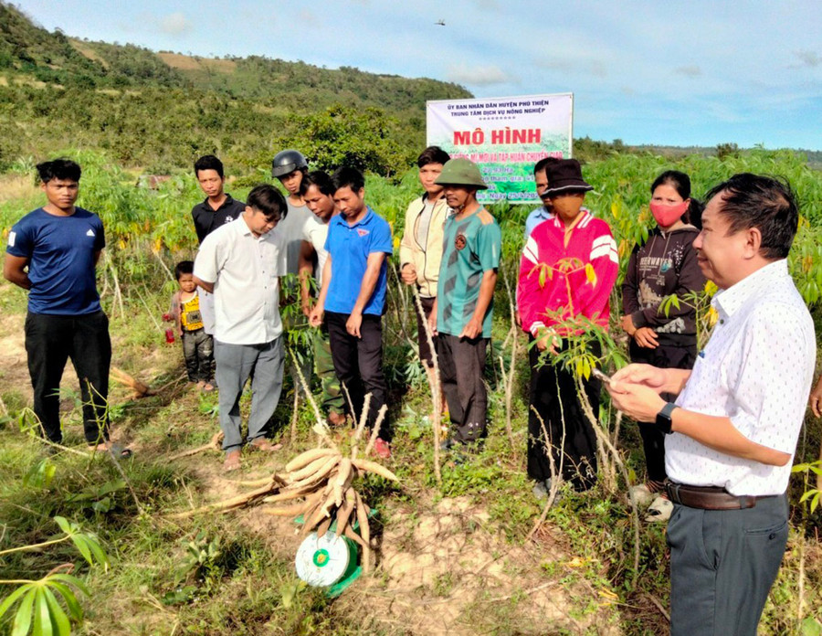 Trung tâm Dịch vụ nông nghiệp huyện Phú Thiện đánh giá hiệu quả mô hình hỗ trợ giống mì mới và chuyển giao kỹ thuật canh tác cho các hộ nghèo, cận nghèo ở 4 làng của xã Chư A Thai. Ảnh: V.C Trung tâm Dịch vụ nông nghiệp huyện Phú Thiện đánh giá hiệu quả mô hình hỗ trợ giống mì mới và chuyển giao kỹ thuật canh tác cho các hộ nghèo, cận nghèo ở 4 làng của xã Chư A Thai. Ảnh: V.C