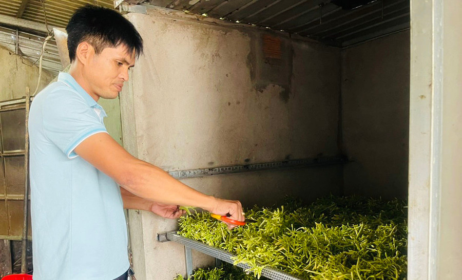 Hệ thống lò sấy do anh Đoàn Văn Giáp tự thiết kế với lượng nhiệt vừa đủ, giúp giữ được dược tính và hương vị đặc trưng của sản phẩm. Ảnh: V.C