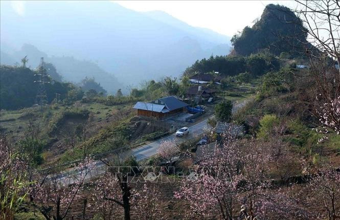 Hoa đào khoe sắc khắp các bản làng Tây Bắc khi Tết đến Xuân về. Ảnh: TTXVN