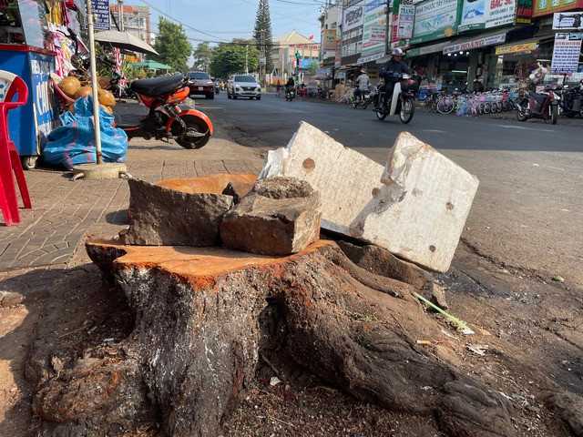 Gốc cây lớn đã bị cưa hạ Gốc cây lớn đã bị cưa hạ