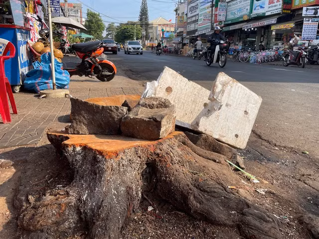 Gốc cây lớn đã bị cưa hạ