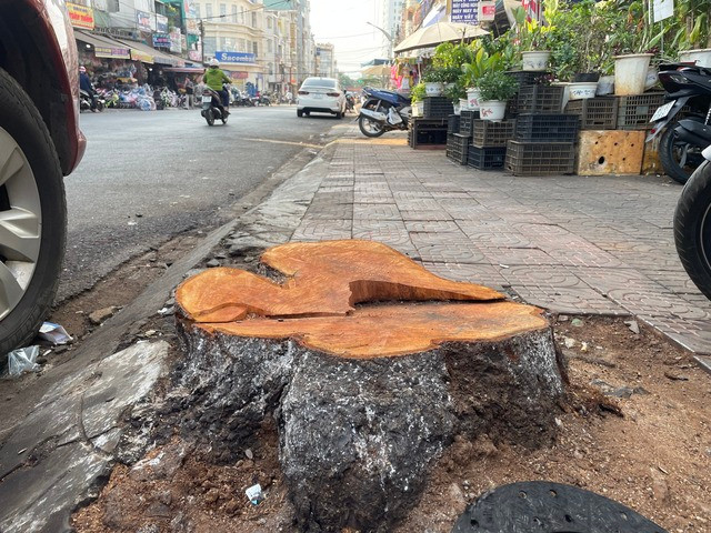 Theo ông Hoàng Minh Nghĩa, các cây này được trồng từ năm 1975 Theo ông Hoàng Minh Nghĩa, các cây này được trồng từ năm 1975