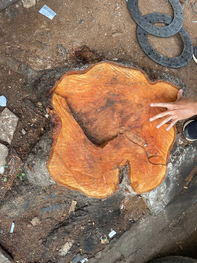 Các cây có đường kính từ 50-80cm Các cây có đường kính từ 50-80cm