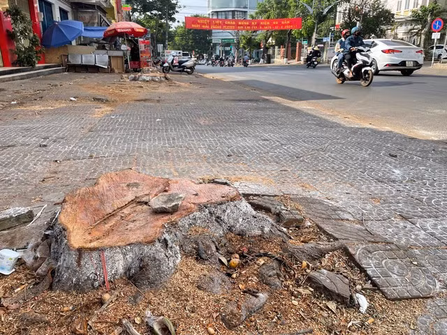 Hàng loạt cây xanh bị cưa hạ khiến người dân tiếc nuối