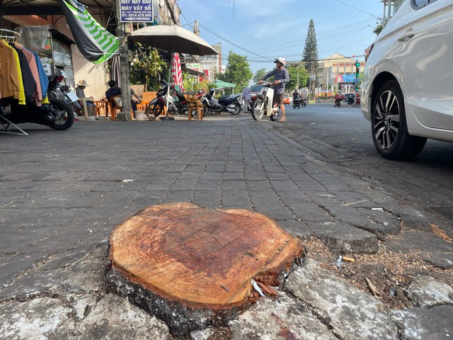 Việc cưa cây để thực hiện dự án mở rộng đường Việc cưa cây để thực hiện dự án mở rộng đường