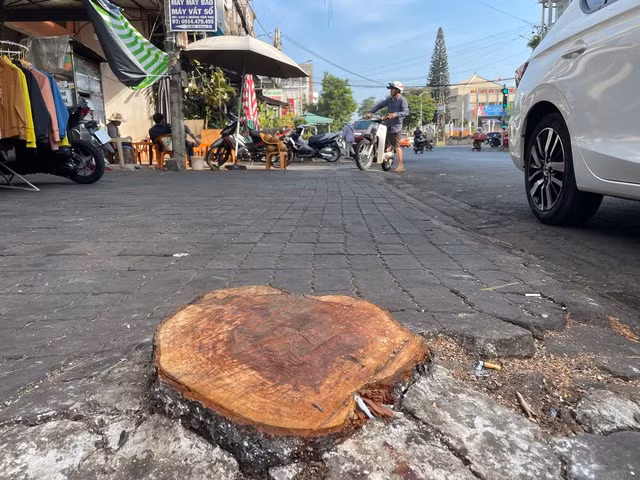 Việc cưa cây để thực hiện dự án mở rộng đường