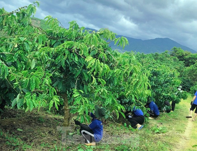 Thanh niên tình nguyện giúp người dân vặt chồi, làm cỏ cà phê ảnh 8
