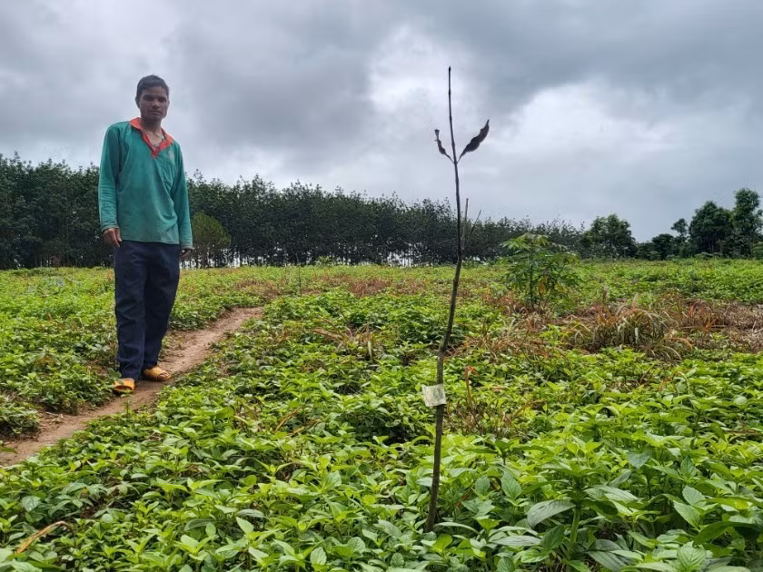 Cây mắc ca cấp cho dân trồng ở huyện Đăk Tô bị chết