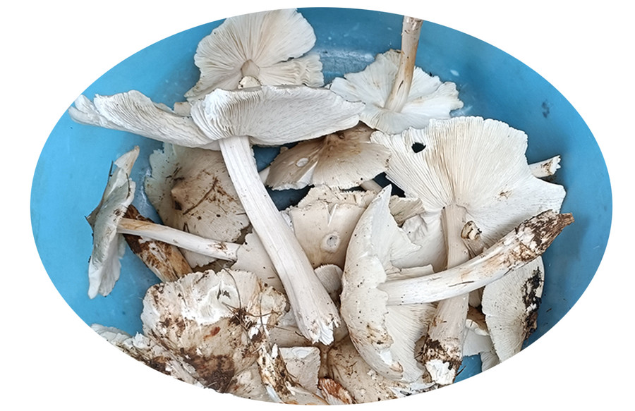 Lộc của ngày mưa. Ảnh: Kim Sơn Lộc của ngày mưa. Ảnh: Kim Sơn