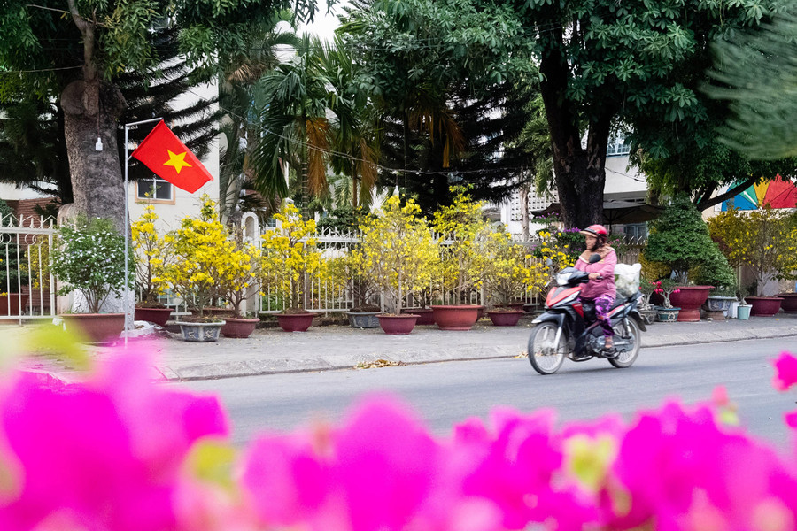 Hoa giấy, hoa mai nở rộ bên vỉa hè đường Phan Đình Phùng.