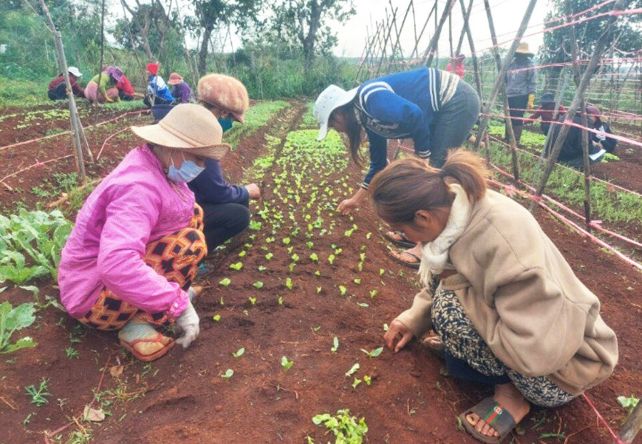 Các học viên lớp học nghề trồng rau an toàn tại làng Ngol (thị trấn Đak Đoa) thực hành trồng rau. Ảnh: Thu Trang Các học viên lớp học nghề trồng rau an toàn tại làng Ngol (thị trấn Đak Đoa) thực hành trồng rau. Ảnh: Thu Trang