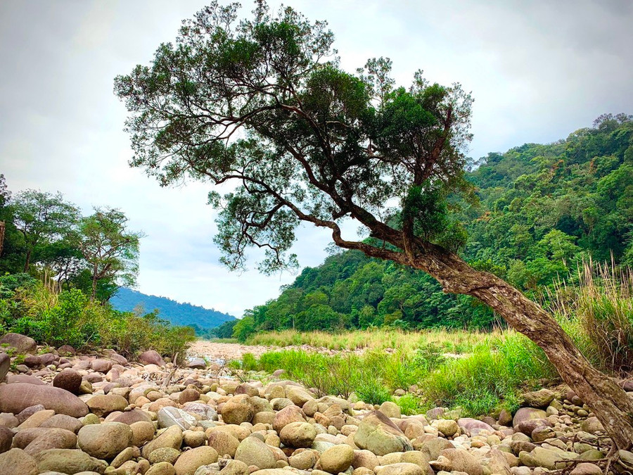 Nhiều bãi đá thoải hòa quện bên rừng cây