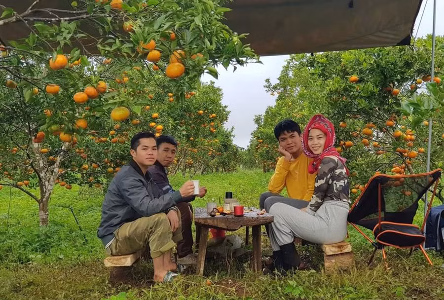 Vườn cam Đường Canh trĩu quả của gia đình anh Nguyễn Đức Mạnh (thứ 2 từ trái sang, thôn Hợp Thành, xã Sơn Lang, huyện Kbang) thu hút khách tham quan, trải nghiệm (ảnh nhân vật cung cấp).