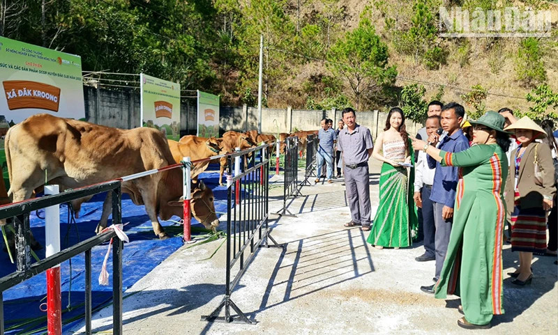 Các đại biểu, khách hàng, người dân tham quan các quầy trưng bày gia súc Các đại biểu, khách hàng, người dân tham quan các quầy trưng bày gia súc