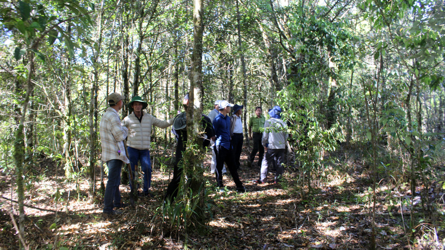 Bảo vệ rừng tự nhiên, phát triển rừng trồng là biện pháp hữu hiệu nhất để giữ nguồn nước