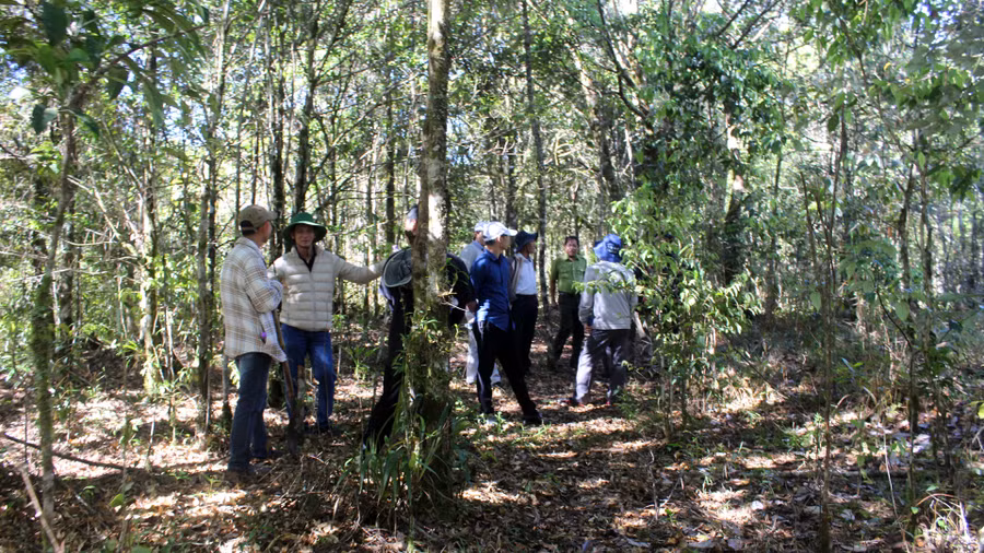 Bảo vệ rừng tự nhiên, phát triển rừng trồng là biện pháp hữu hiệu nhất để giữ nguồn nước Bảo vệ rừng tự nhiên, phát triển rừng trồng là biện pháp hữu hiệu nhất để giữ nguồn nước