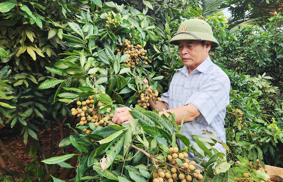 Bệnh binh Đồng Văn Bờ (thôn Đoàn Kết, xã Ia Pal) là một trong những gương điển hình vượt khó vươn lên làm giàu.Ảnh: Phạm Ngọc Bệnh binh Đồng Văn Bờ (thôn Đoàn Kết, xã Ia Pal) là một trong những gương điển hình vượt khó vươn lên làm giàu.Ảnh: Phạm Ngọc