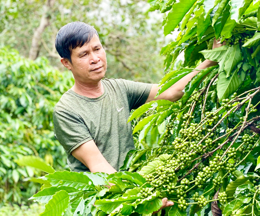 Gia Lai triển khai nhiều chính sách liên kết hình thành chuỗi sản phẩm để nâng cao giá trị nông sản. Ảnh: Hà Duy