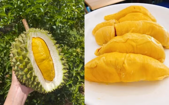 Musang King từng là món ăn xa xỉ với các tín đồ mê sầu riêng. (Ảnh chụp màn hình) Musang King từng là món ăn xa xỉ với các tín đồ mê sầu riêng. (Ảnh chụp màn hình)