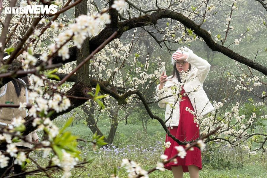 Không cần thả dáng cầu kỳ, chỉ cần đứng bên cạnh loài hoa này là có được bức ảnh đẹp.