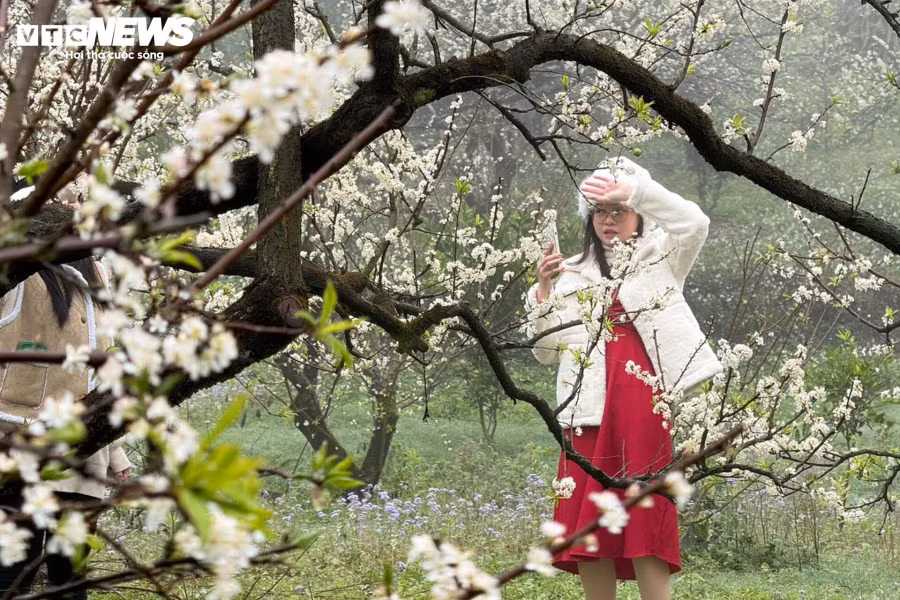 Không cần thả dáng cầu kỳ, chỉ cần đứng bên cạnh loài hoa này là có được bức ảnh đẹp.