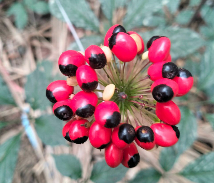 Hoa sâm Ngọc Linh. Ảnh: CN Hoa sâm Ngọc Linh. Ảnh: CN