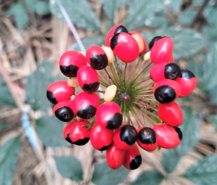 Hoa sâm Ngọc Linh. Ảnh: CN Hoa sâm Ngọc Linh. Ảnh: CN