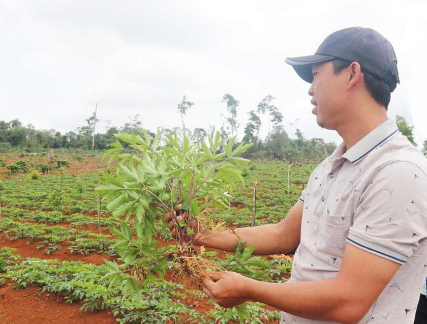 Mô hình trồng cây dược liệu của HTX Nông nghiệp Dược liệu Quang Vinh (xã Sơ Pai, huyện Kbang) phát triển tốt. Ảnh: Minh Nguyễn