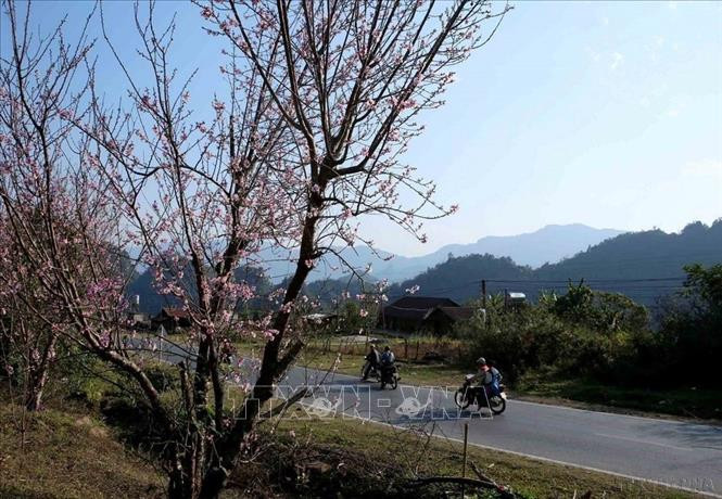 Hoa đào Tây Bắc làm say lòng người. Ảnh: TTXVN