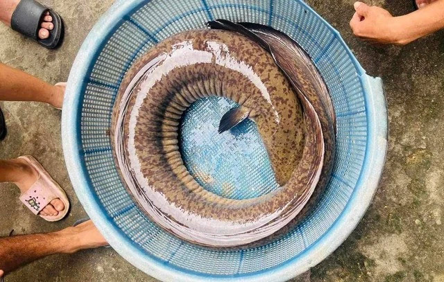 Cá chình nặng gần 16 kg ở sông Trà Khúc dính câu. Ảnh: GIA HUY Cá chình nặng gần 16 kg ở sông Trà Khúc dính câu. Ảnh: GIA HUY