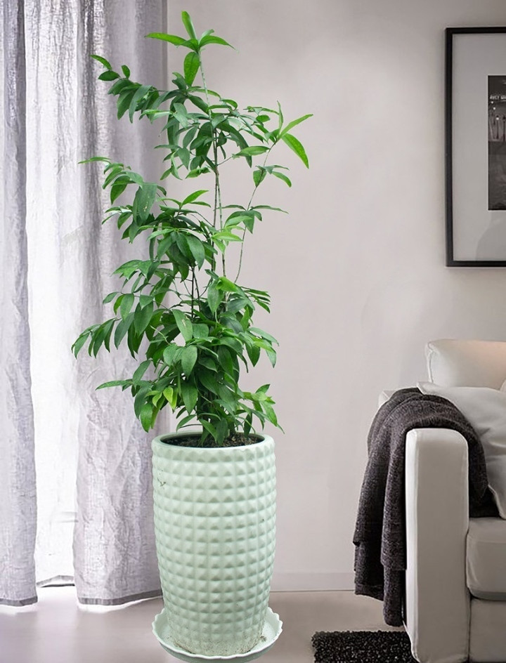 Người mệnh Mộc nằm trong số những người nên trồng cây trúc nhật. Người mệnh Mộc nằm trong số những người nên trồng cây trúc nhật.