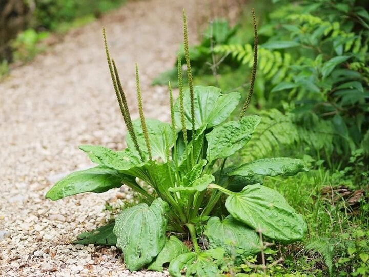 Loại rau dại không trồng, chẳng chăm mà mọc xanh tốt, bổ ngang sâm. Loại rau dại không trồng, chẳng chăm mà mọc xanh tốt, bổ ngang sâm.