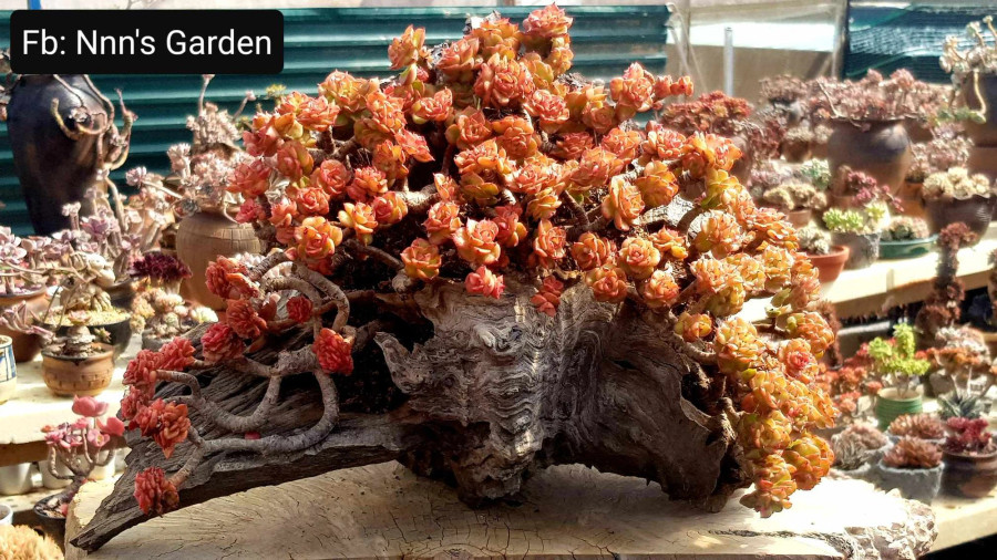 Sen đá kết hợp với lũa. Ảnh: MINH NHẬT