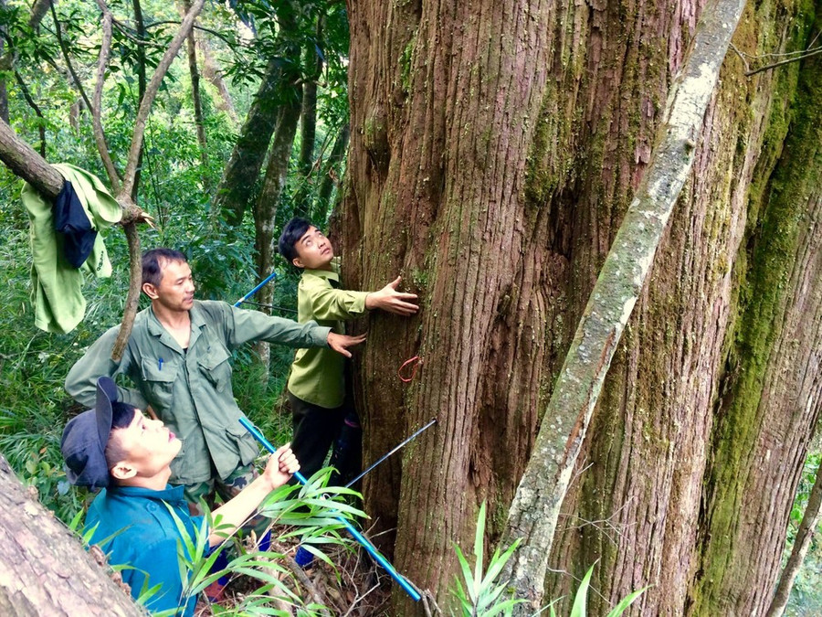 Phần gốc &quot;khủng&quot; của cây pơ mu cổ thụ ở Vườn Quốc gia Vũ Quang.