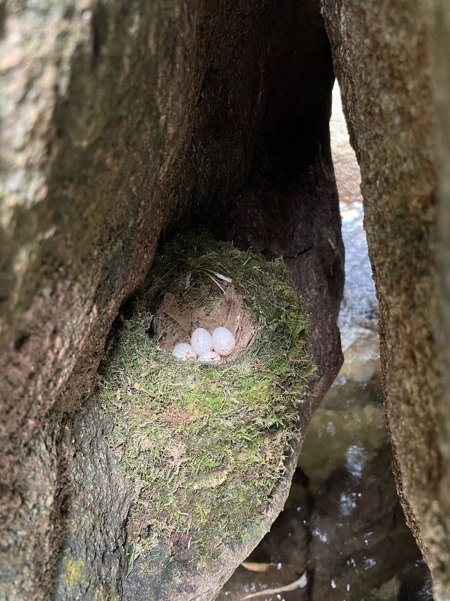 Một tổ chim trong hốc cây cổ thụ giữa rừng Vườn Quốc gia Vũ Quang.