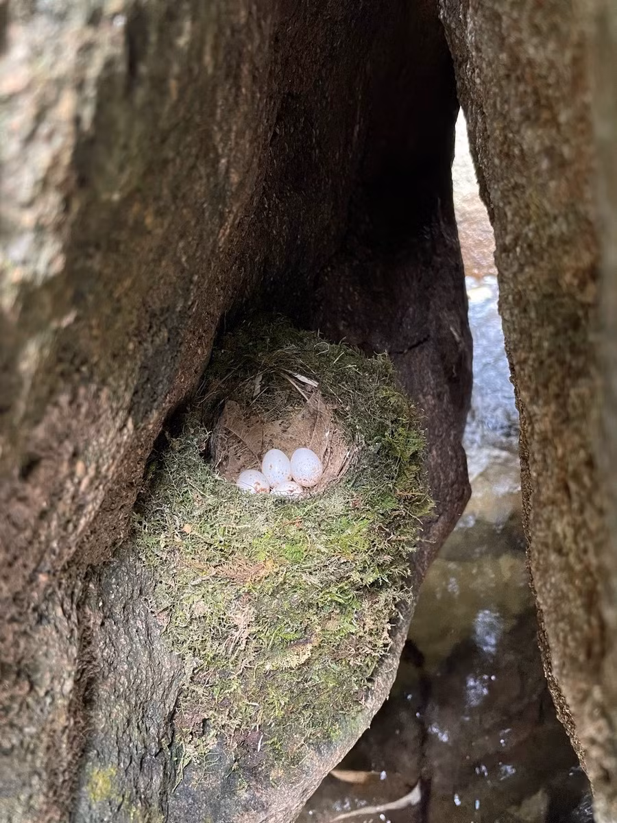 Một tổ chim trong hốc cây cổ thụ giữa rừng Vườn Quốc gia Vũ Quang.