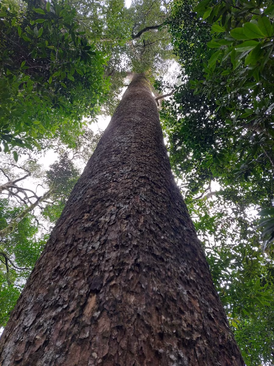 Một cây gỗ cổ thụ tại Vườn Quốc gia Vũ Quang.