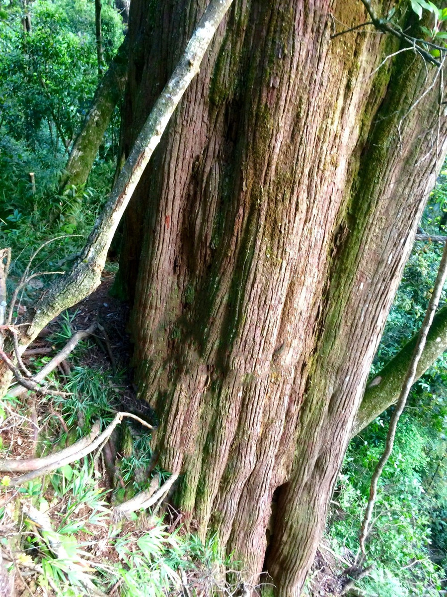 Một gốc thân cây pơ mu cổ thụ, quý hiếm