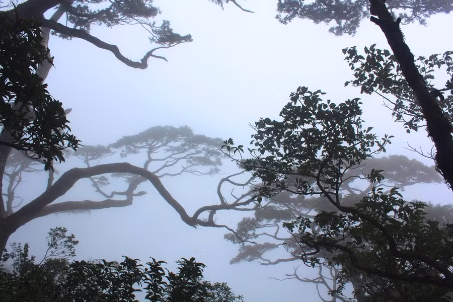 Sương giăng phủ kín giữa đại ngàn rừng Vườn Quốc gia Vũ Quang