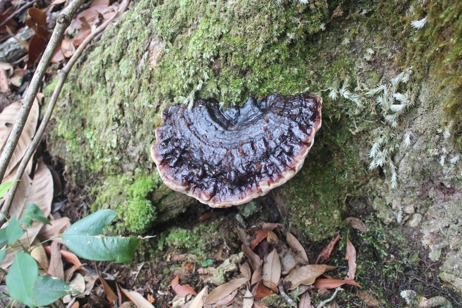 Nấm mọc lên bên lớp rêu phong.