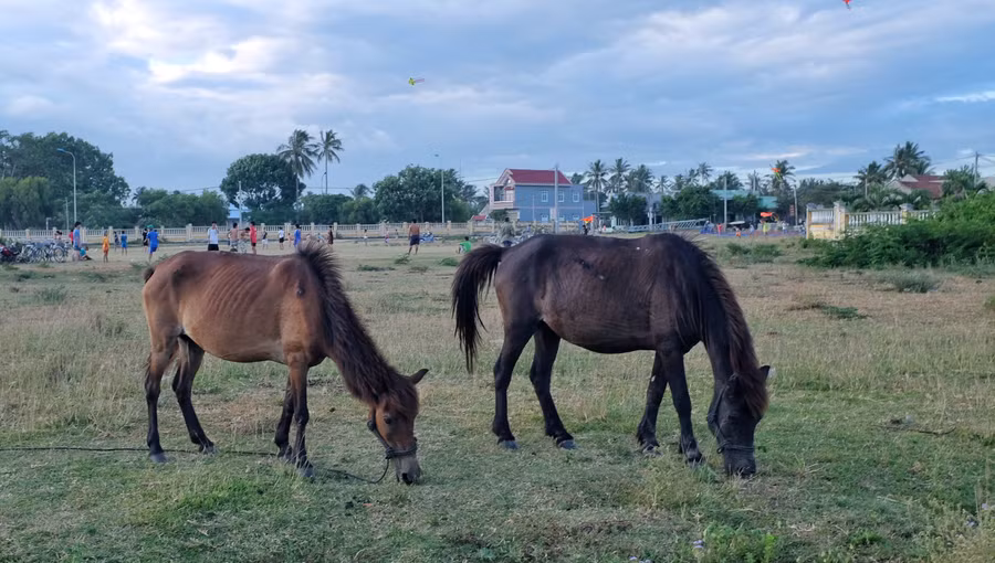 Ngựa từng là vật nuôi thân thiết và là phương tiện di chuyển của đồng bào Tây Nguyên. Ảnh: H.N