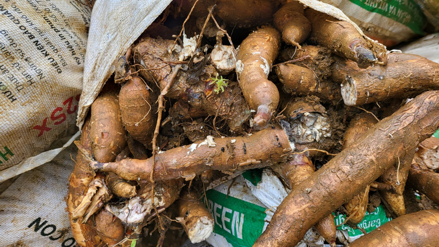 Mì đã bị thối Mì đã bị thối