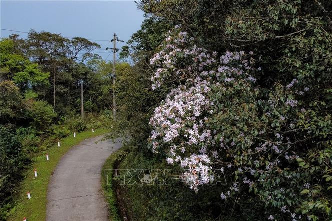 Những cây đỗ quyên nở hoa trắng hồng tạo điểm nhấn cho du khách khi khám phá đỉnh núi Phia Oắc. Những cây đỗ quyên nở hoa trắng hồng tạo điểm nhấn cho du khách khi khám phá đỉnh núi Phia Oắc.