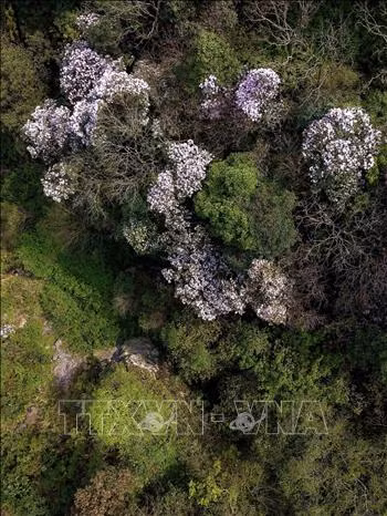 Những cây đỗ quyên nở hoa trắng hồng tạo điểm nhấn cho đỉnh núi Phia Oắc mỗi khi mùa xuân đến.