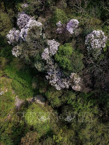 Những cây đỗ quyên nở hoa trắng hồng tạo điểm nhấn cho đỉnh núi Phia Oắc mỗi khi mùa xuân đến. Những cây đỗ quyên nở hoa trắng hồng tạo điểm nhấn cho đỉnh núi Phia Oắc mỗi khi mùa xuân đến.