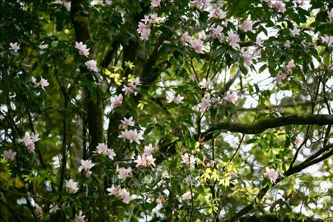 Những cây đỗ quyên nở hoa trắng hồng trên đỉnh Phia Oắc. Những cây đỗ quyên nở hoa trắng hồng trên đỉnh Phia Oắc.